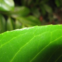 Cherry Laurel
